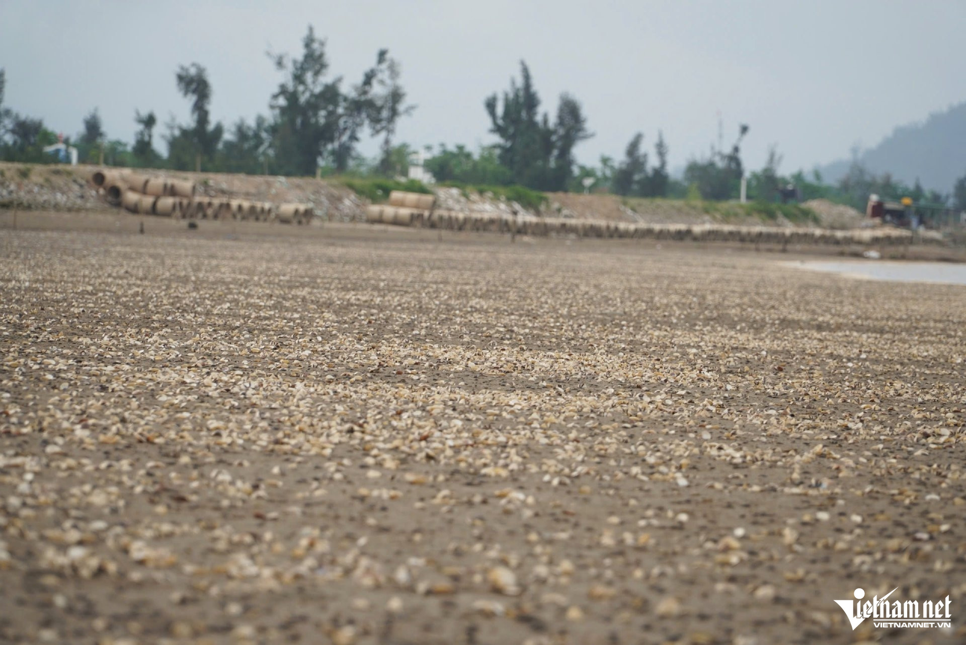 W-a ngao chết5.jpg