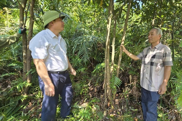 Cách thoát nghèo mới vùng cao Quảng Ninh: Cán bộ cùng dân làm kinh tế