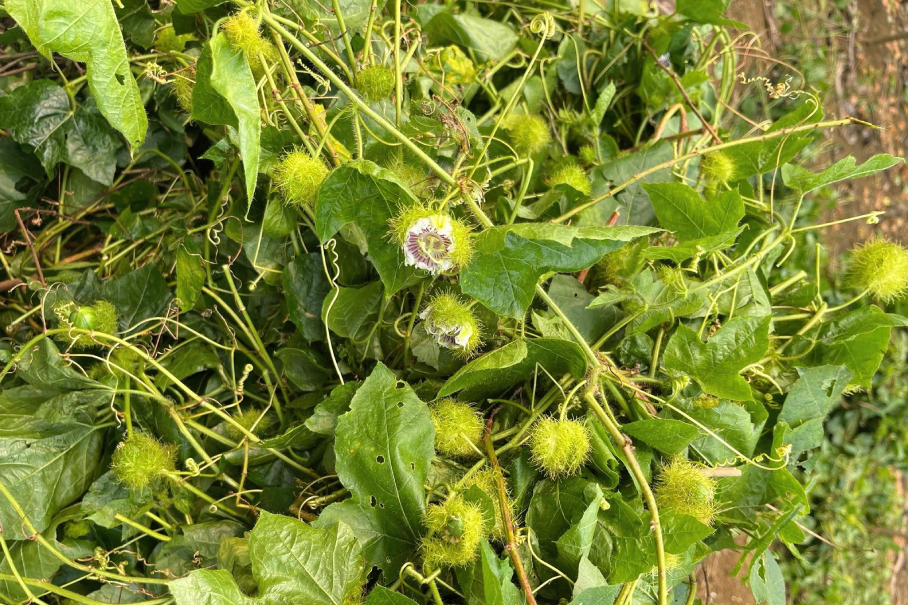 Loại cây mọc dại là dược liệu quý hỗ trợ điều trị nhiều bệnh lý Loại cỏ mọc dại trở thành