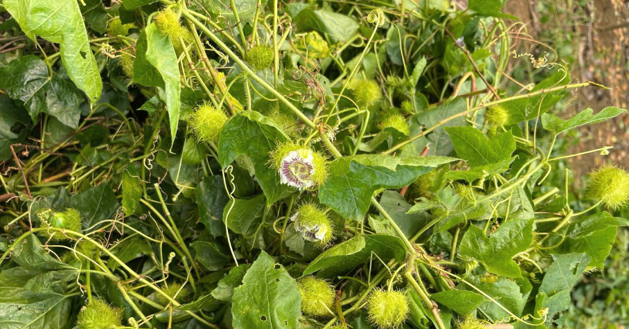 Loại cỏ mọc dại trở thành "thuốc ngủ" quý báu