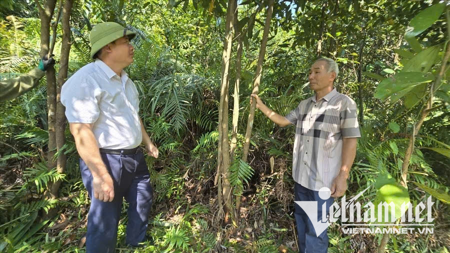 W-Cán bộ xã Ba Chẽ đi thăm các hộ trồng quế trên địa bàn.jpg