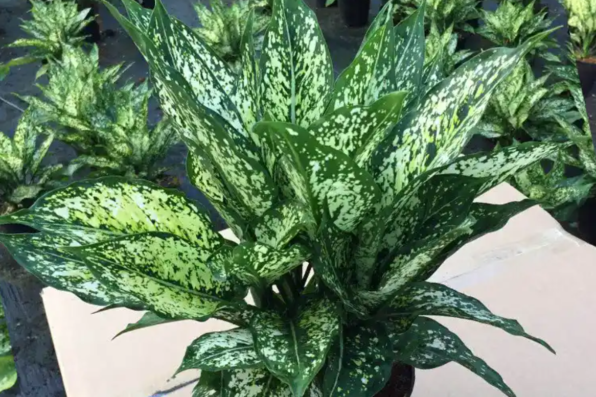 4 cây phong thủy cho mệnh Thủy: Dễ chăm, hút lộc, tăng vận may