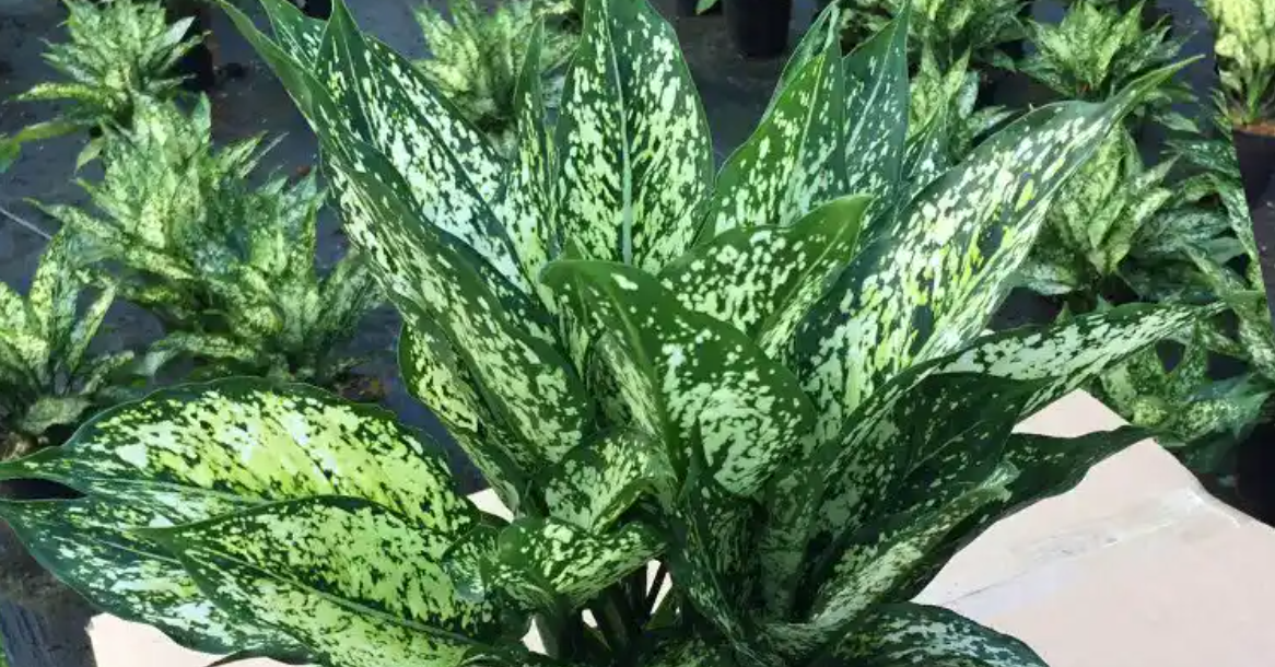 4 cây phong thủy cho mệnh Thủy: Dễ chăm, hút lộc, tăng vận may