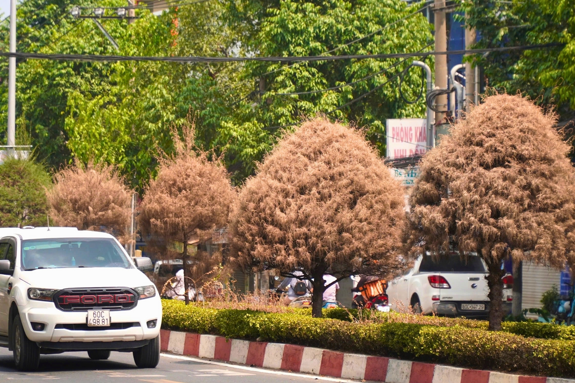 Hàng loạt cây xanh chết khô trên tuyến đường trung tâm