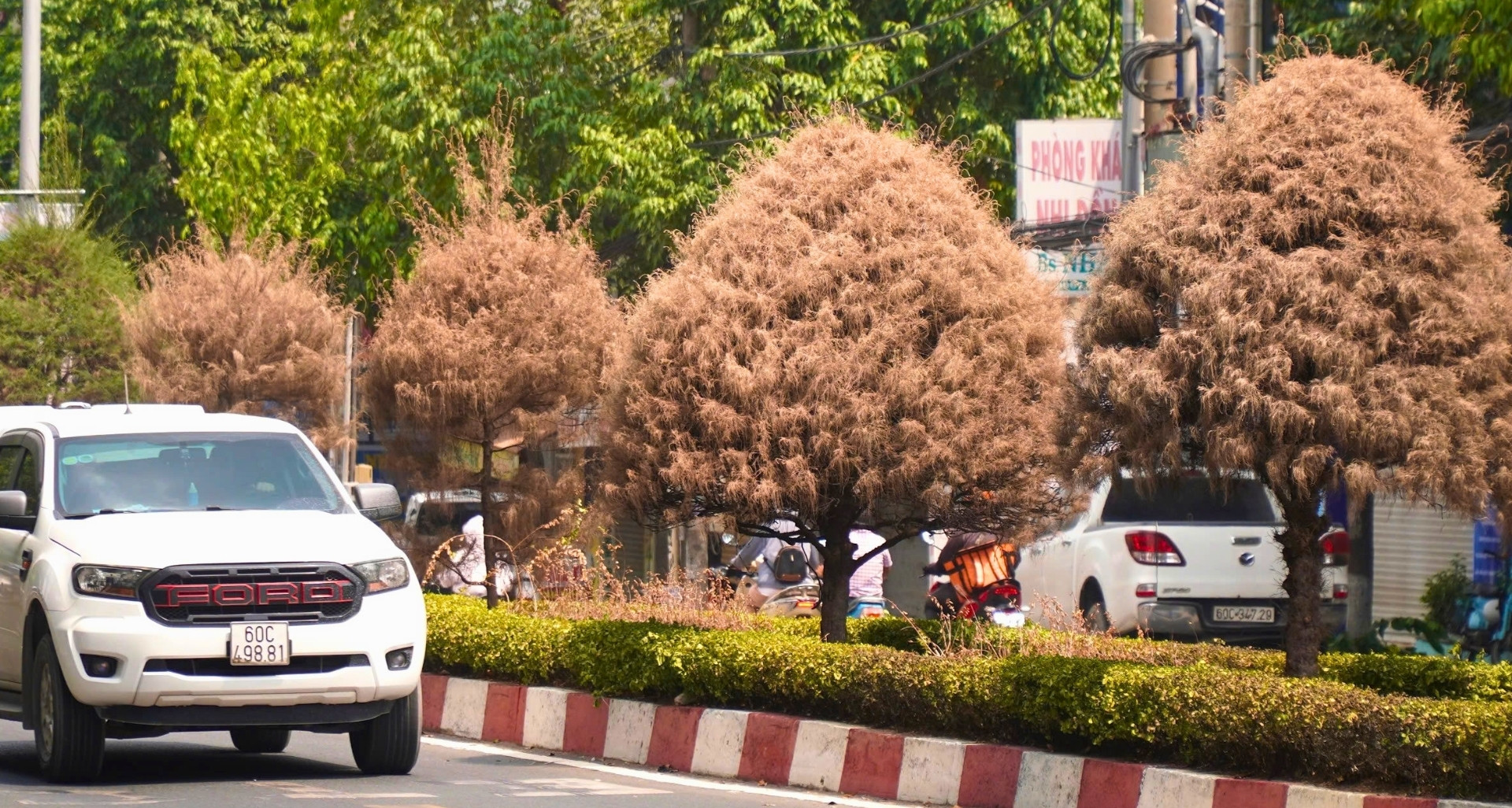 Hàng loạt cây xanh chết khô trên tuyến đường trung tâm