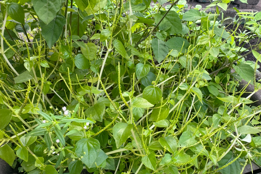 Loại rau mọc hoang trở thành đặc sản, tốt cho người bị bệnh tim mạch, tiểu đường