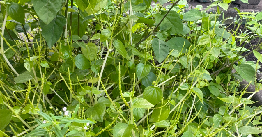 Loại rau mọc hoang trở thành đặc sản, tốt cho người bị bệnh tim mạch, tiểu đường