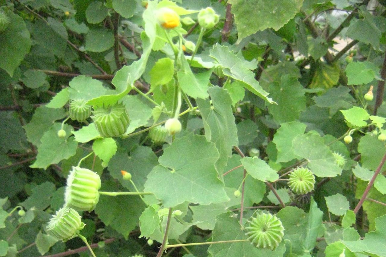 Một loại cây mọc hoang, trợ thủ đánh tan sỏi thận