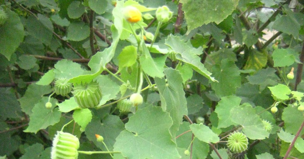 Một loại cây mọc hoang, trợ thủ đánh tan sỏi thận