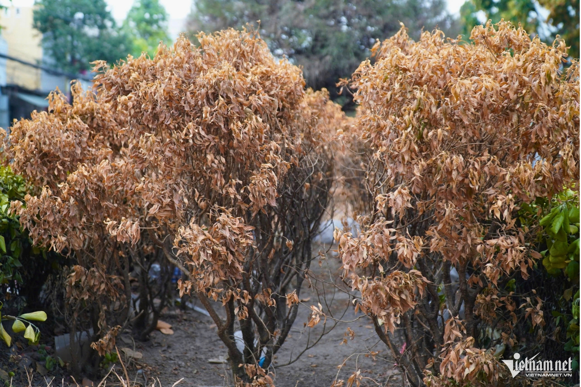 W-cay chet kho 1.jpg