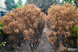 W-cay chet kho 1.jpg
