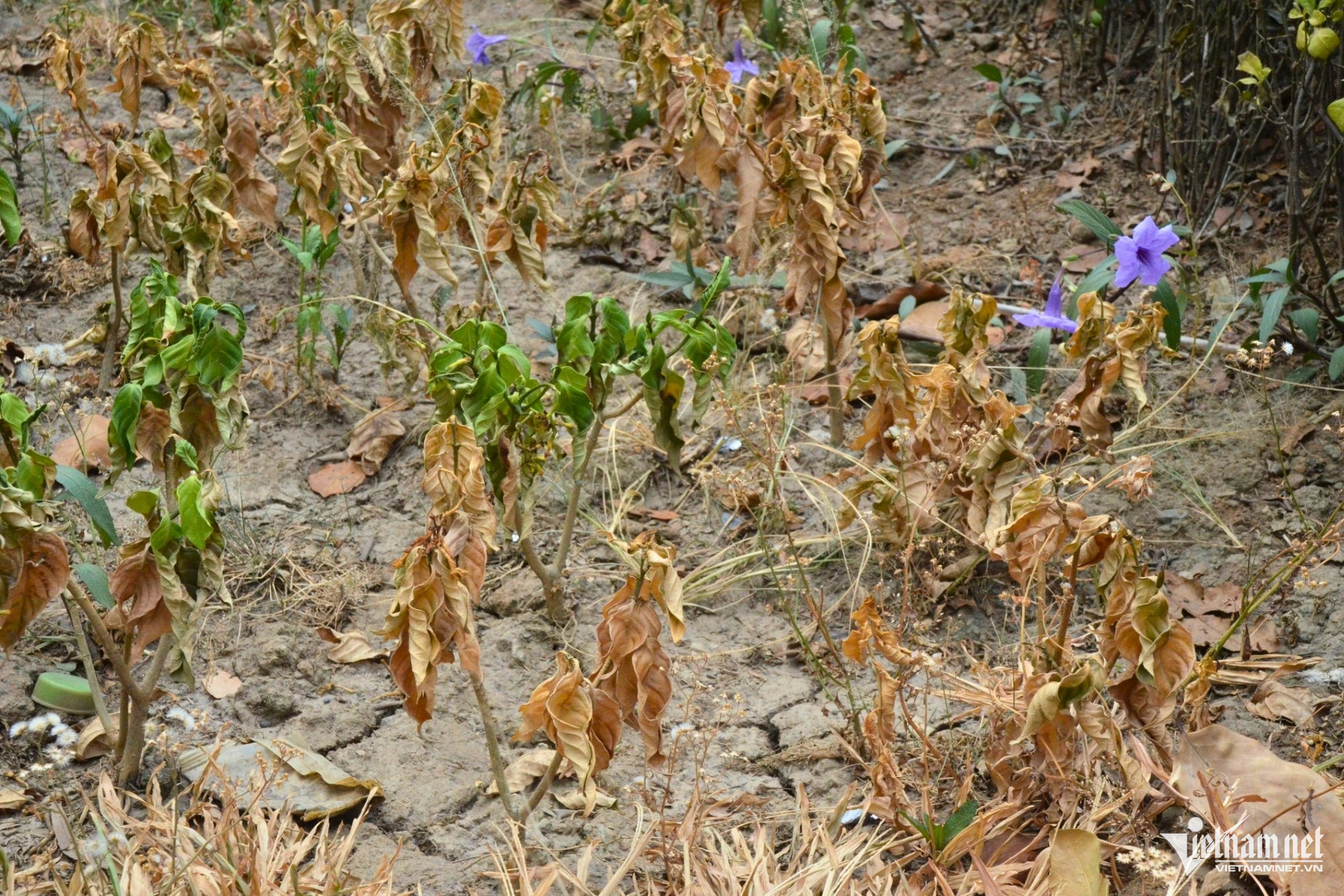 W-cay chet kho 4.jpg