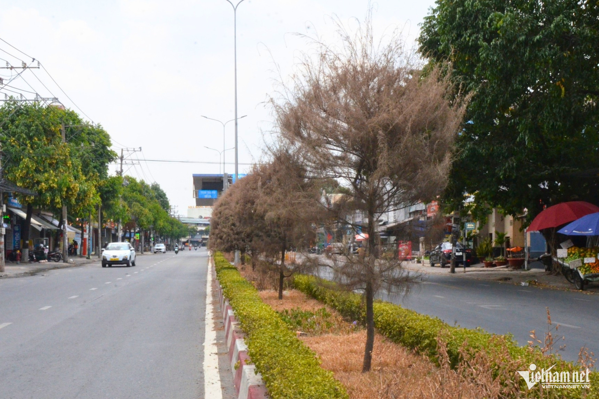 W-cay chet kho 5.jpg