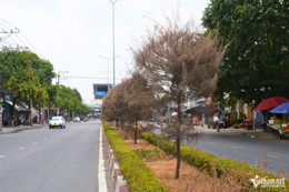 W-cay chet kho 5.jpg
