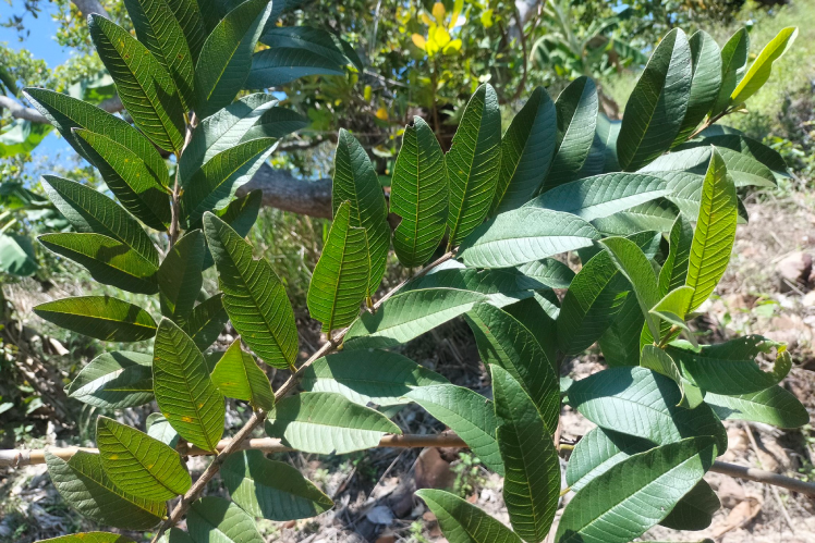 3 tác hại ít ai biết đến khi dùng nước lá ổi