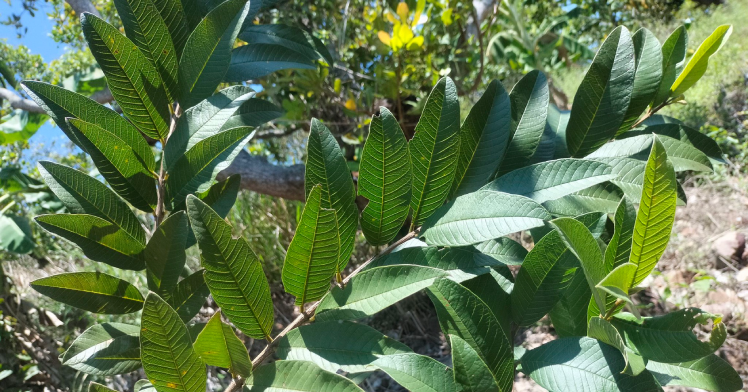 4 tác hại ít ai biết đến khi dùng nước lá ổi