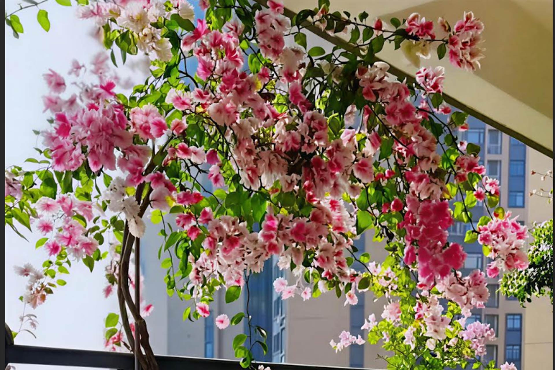 5 cây cảnh cực dễ trồng ở ban công, ít chăm vẫn xanh mướt