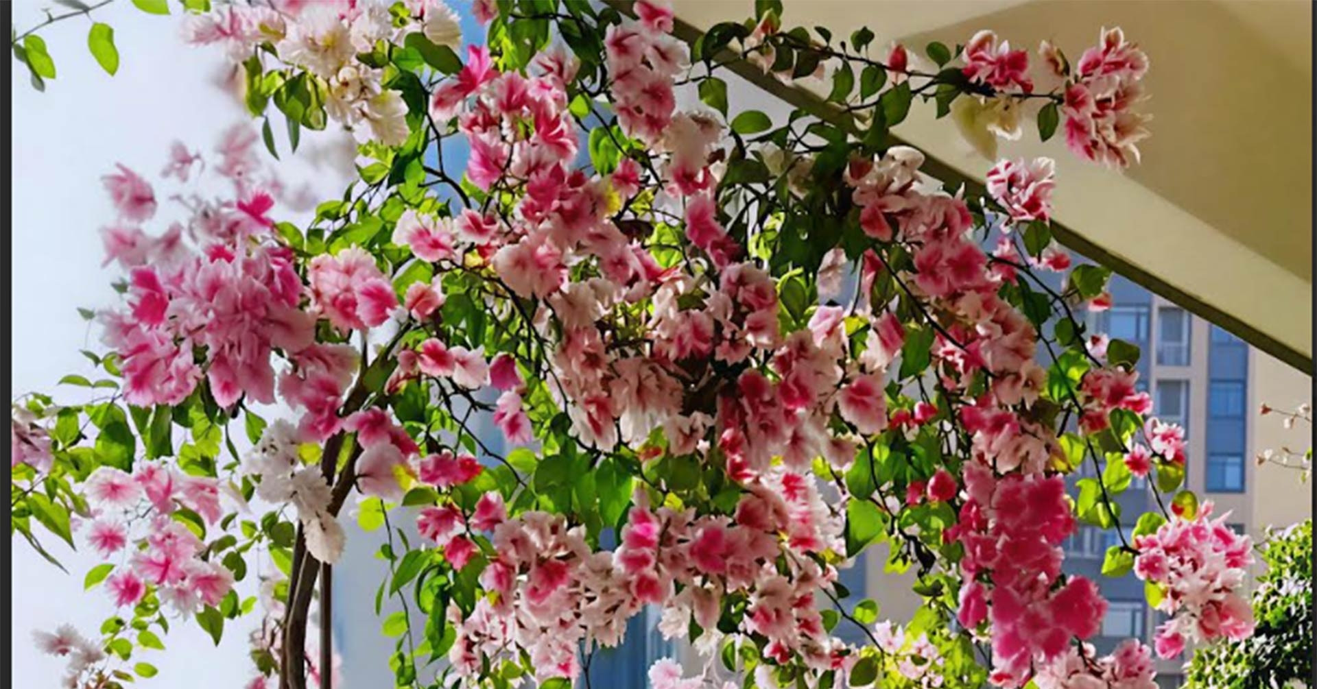 5 cây cảnh cực dễ trồng ở ban công, ít chăm vẫn xanh mướt