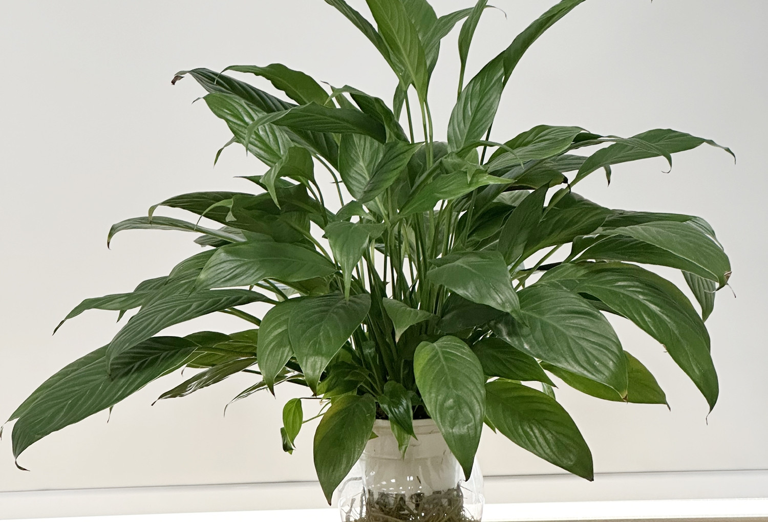 Loại cây phổ biến có thể làm sạch tới 90% không khí chỉ trong 24 giờ