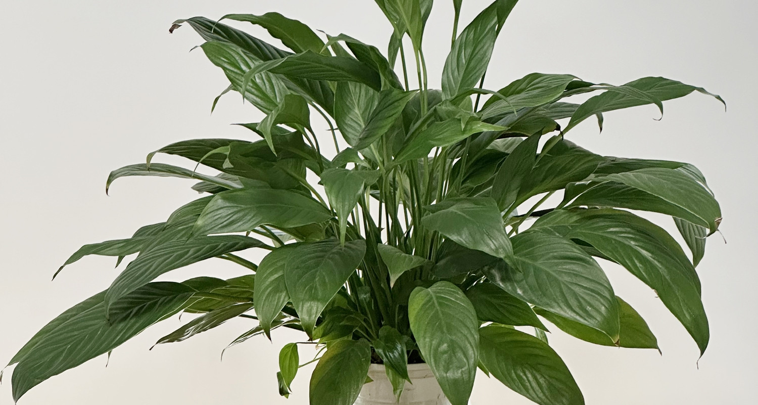 Loại cây phổ biến có thể làm sạch tới 90% không khí chỉ trong 24 giờ