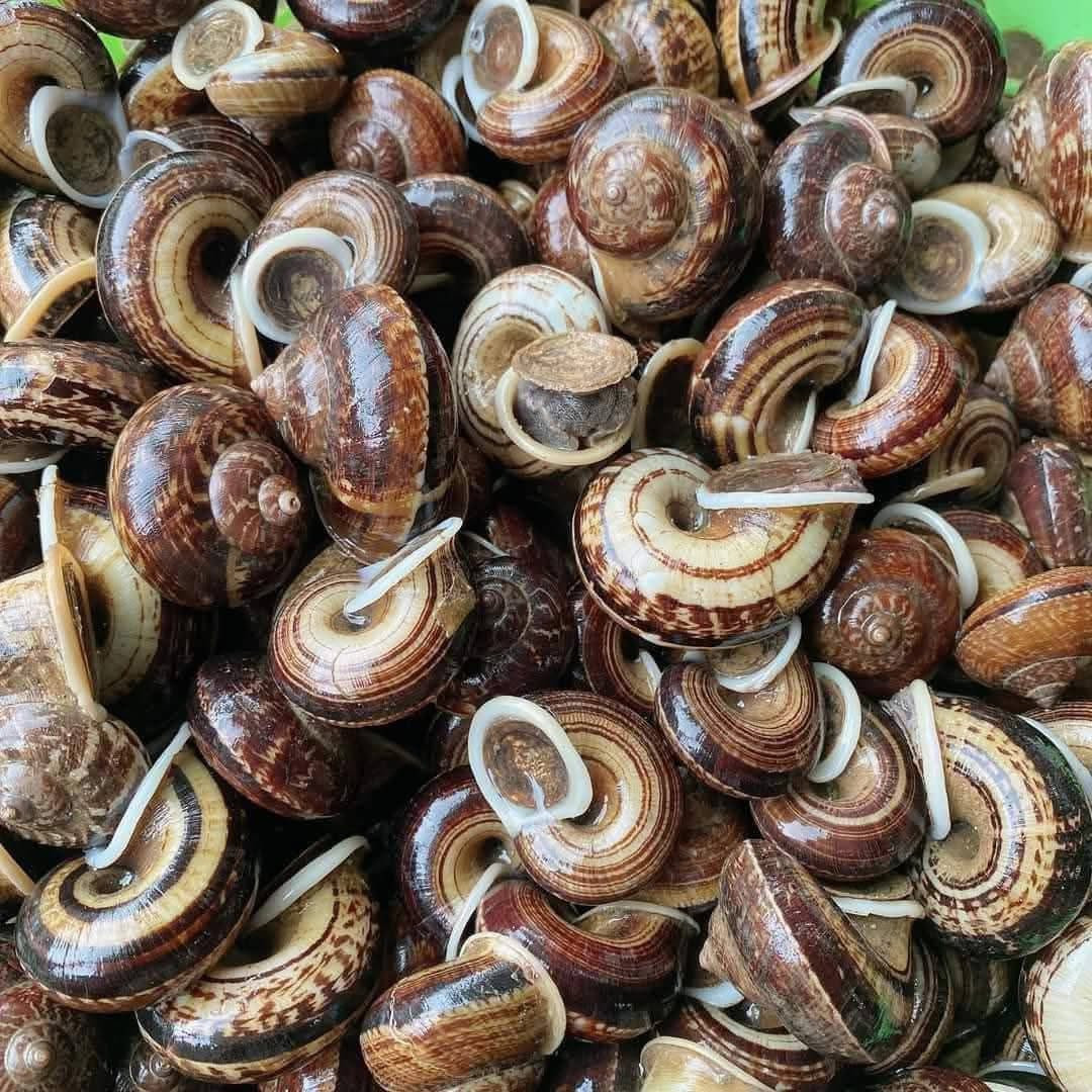 ốc núi   hoàng ken.jpg