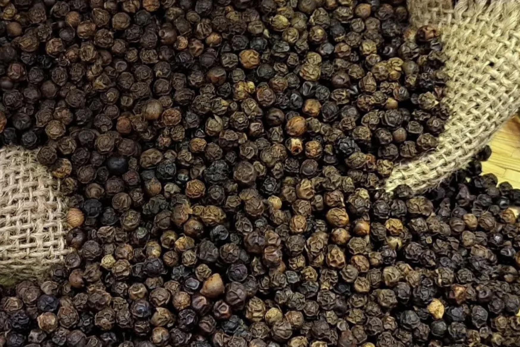 Thu hoạch 155.000 tấn ‘vàng đen’ trong 3 tháng đầu năm, xuất khẩu thắng đậm