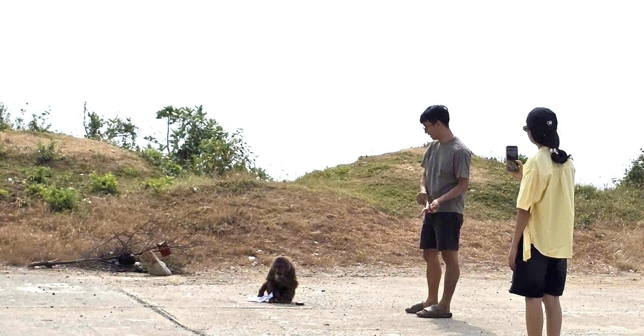 5 du khách bị khỉ hoang cắn ở đường ven biển Đắk Lắk