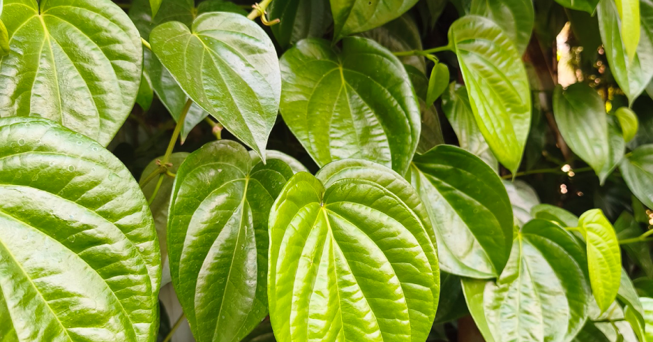 Đừng bỏ phí trầu không, vị thuốc quý sẵn có tro...