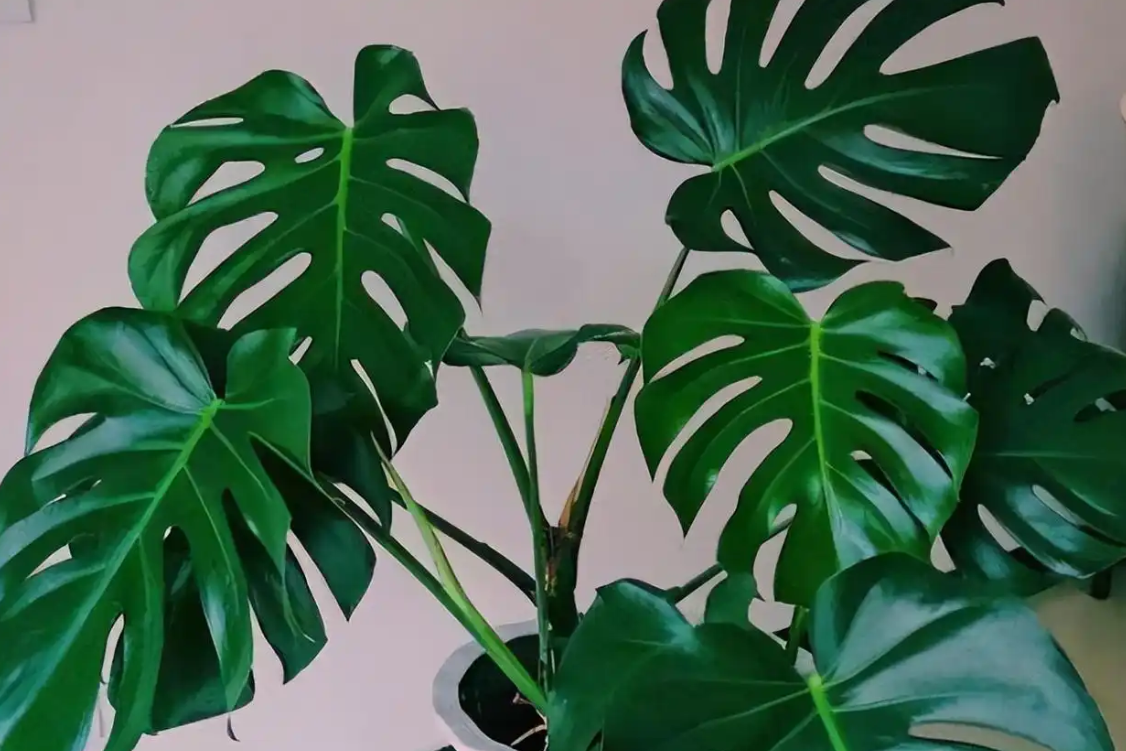 5 loại cây đẹp, mang ý nghĩa tài lộc, dễ trồng trong nhà