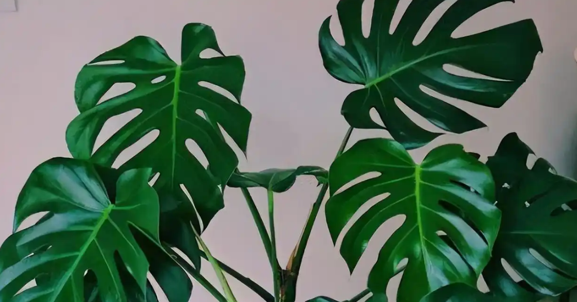 5 loại cây đẹp, mang ý nghĩa tài lộc, dễ trồng trong nhà