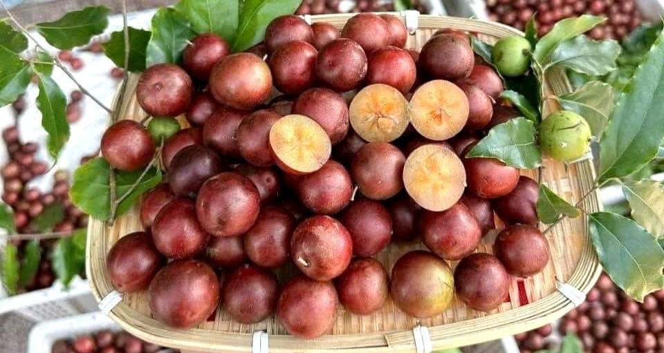 5 Đặc Sản An Giang Mọc Chi Chít, Chua Ngọt Lạ Miệng Hấp Dẫn Du Khách
