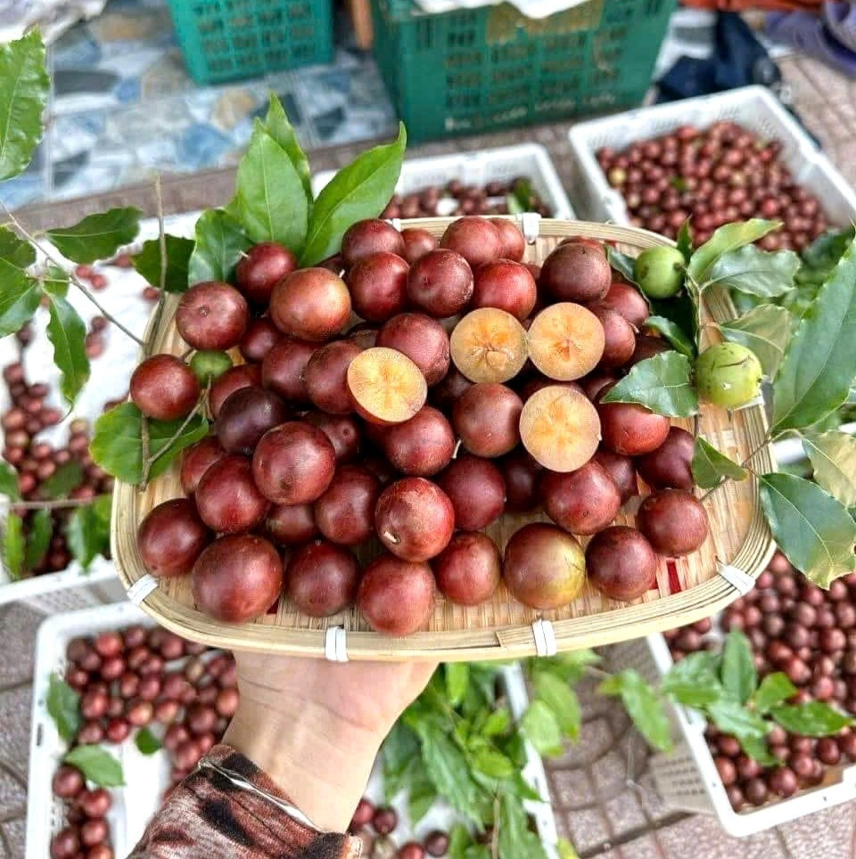hồng quân   thúy liễu.jpg