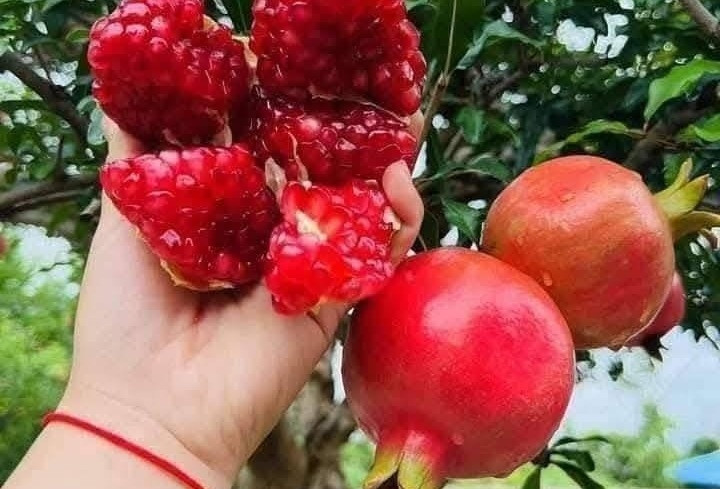 Loại quả vị ngọt nhưng người mắc bệnh tiểu đường vẫn ăn được