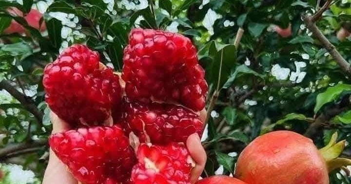 Loại quả vị ngọt nhưng người mắc bệnh tiểu đường vẫn ăn được