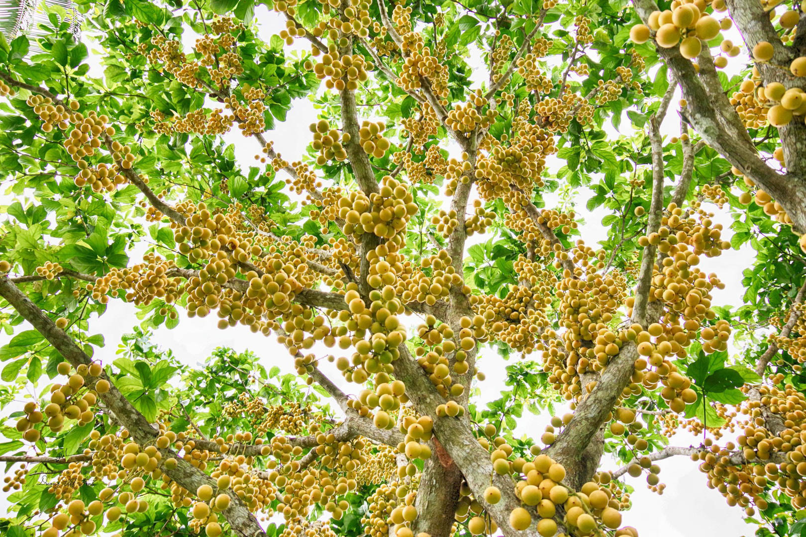 https://static-images.vnncdn.net/vps_images_publish/000001/000003/2026/4/4/trai-dau-da-duong-viet-anh-1139.jpg