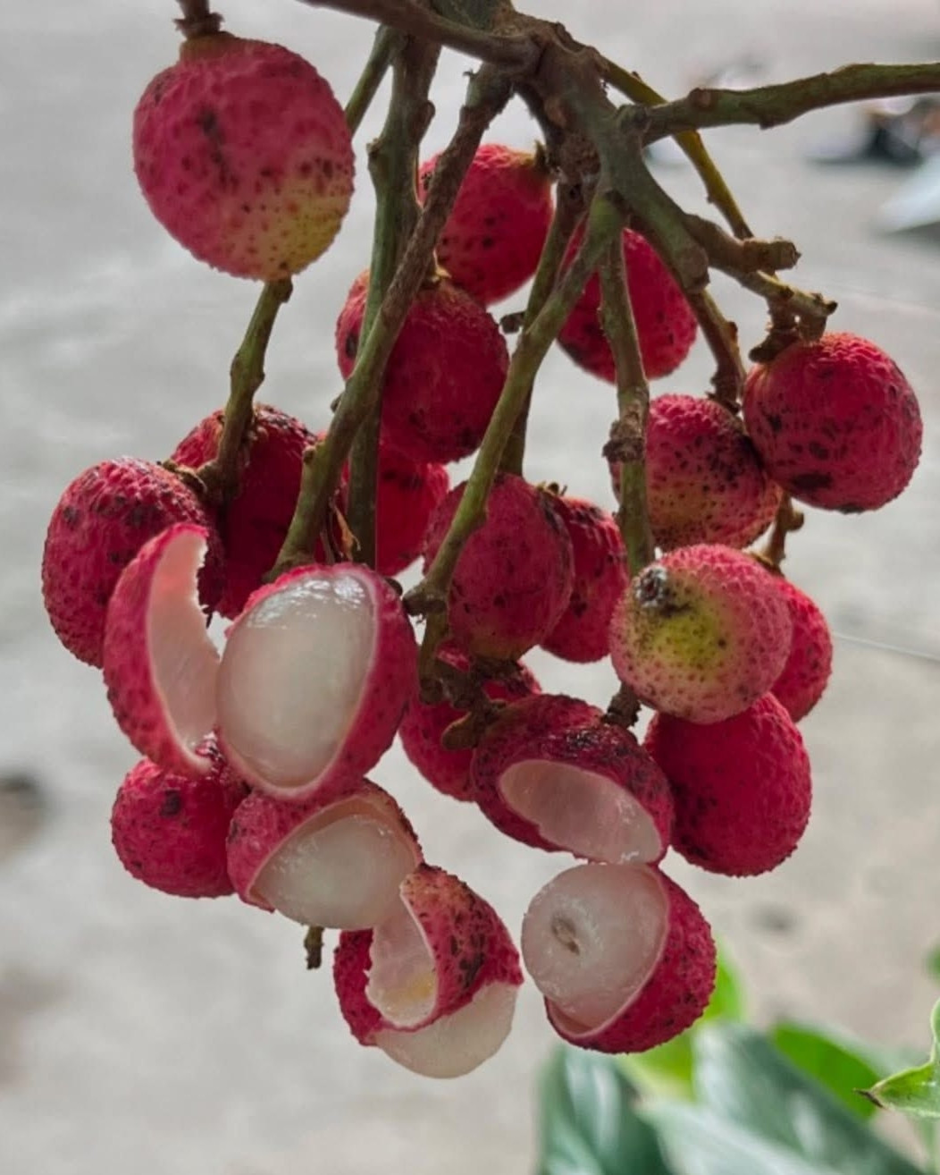 https://static-images.vnncdn.net/vps_images_publish/000001/000003/2026/4/4/trai-truong-thanh-huyen-1143.jpg