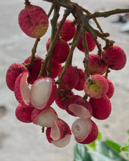 https://static-images.vnncdn.net/vps_images_publish/000001/000003/2026/4/4/trai-truong-thanh-huyen-1143.jpg