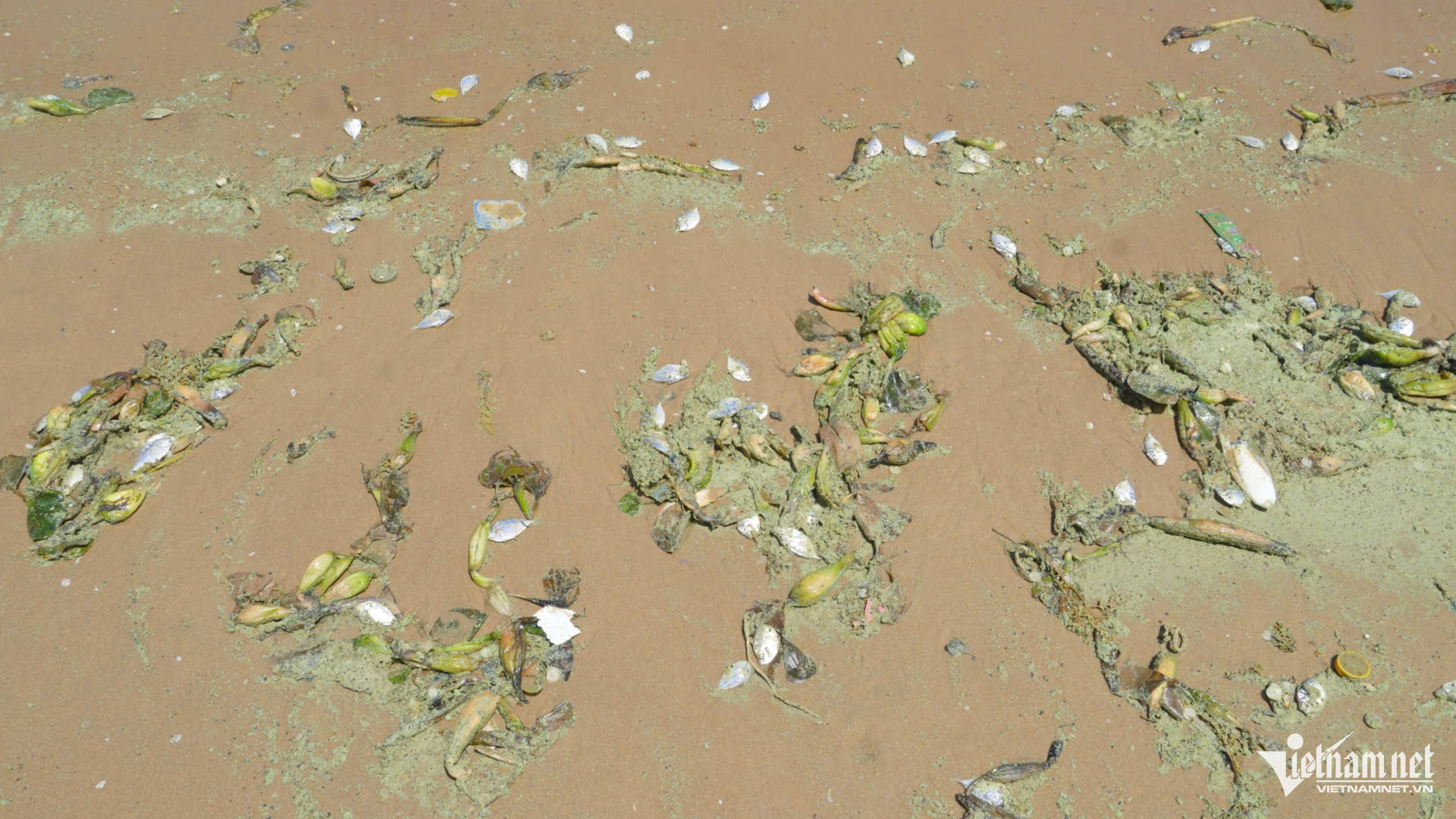 W-Nước biển Bãi Sau Vũng Tàu có màu xanh lạ, bọt nổi lềnh bềnh như 'matcha'..jpg