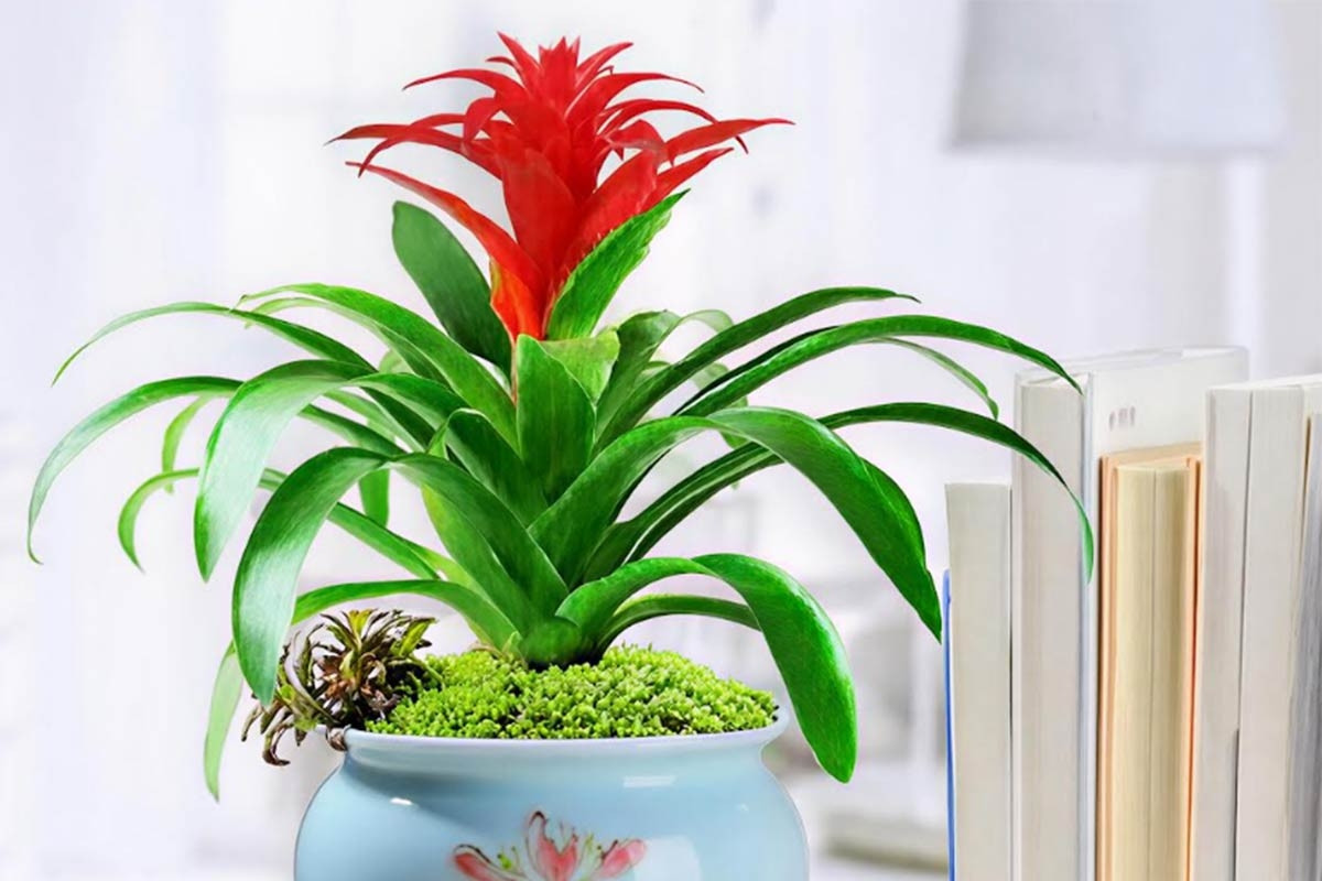 3 cây cảnh cho bàn làm việc: Đẹp, dễ sống, tăng năng lượng ngay lập tức