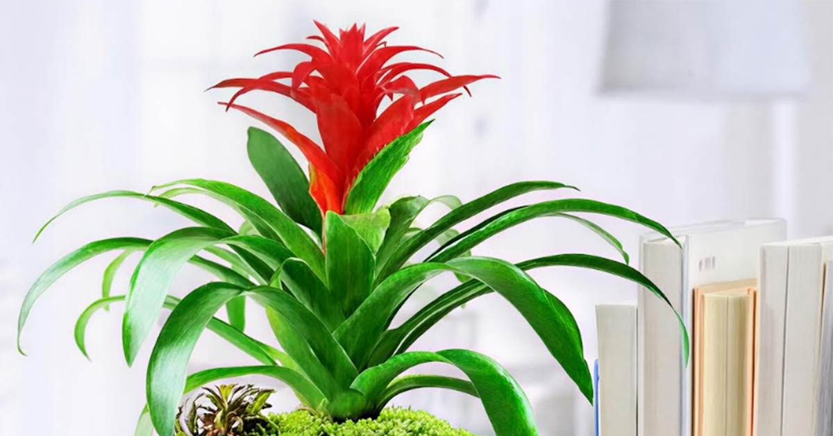 3 Loại Cây Cảnh Văn Phòng Giúp Tăng Năng Lượng Và Sức Sáng Tạo Ngay Lập Tức