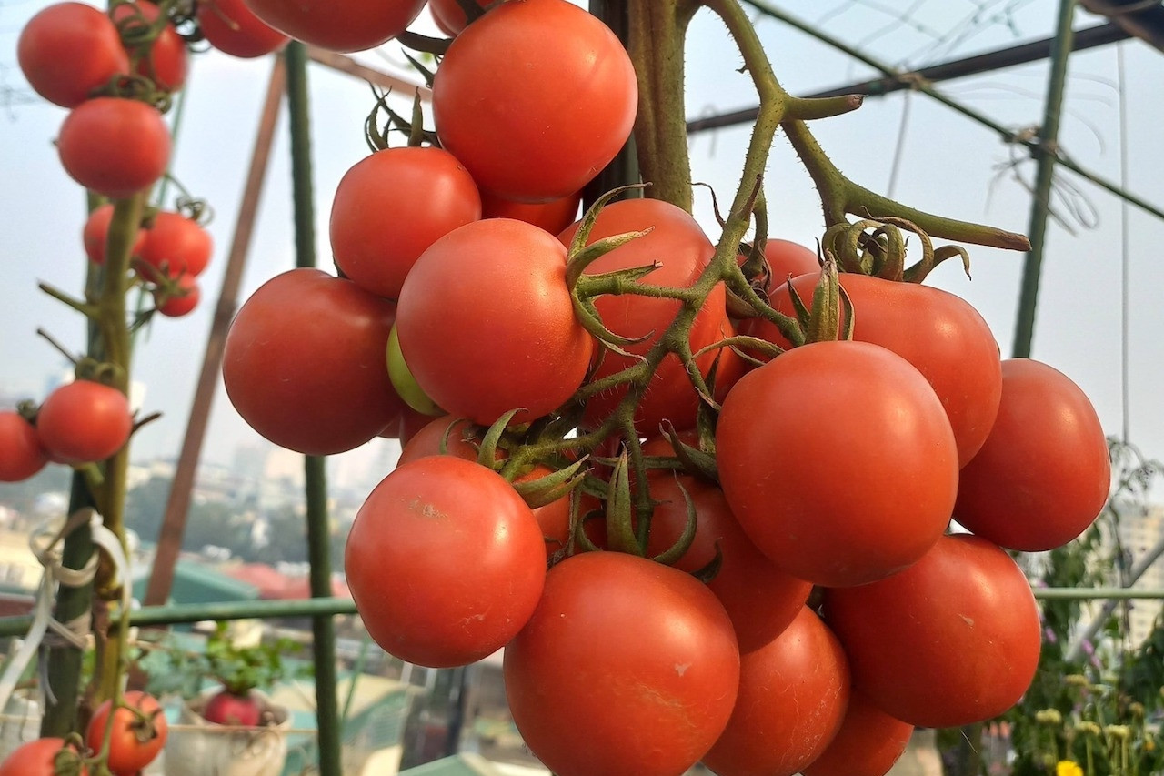 Loại quả rẻ tiền bán đầy chợ, ‘lá chắn’ tự nhiên phòng đột quỵ