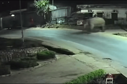 Voi rừng phá rào thép vào trường học, thầy cô dặn học sinh ở yên trong phòng