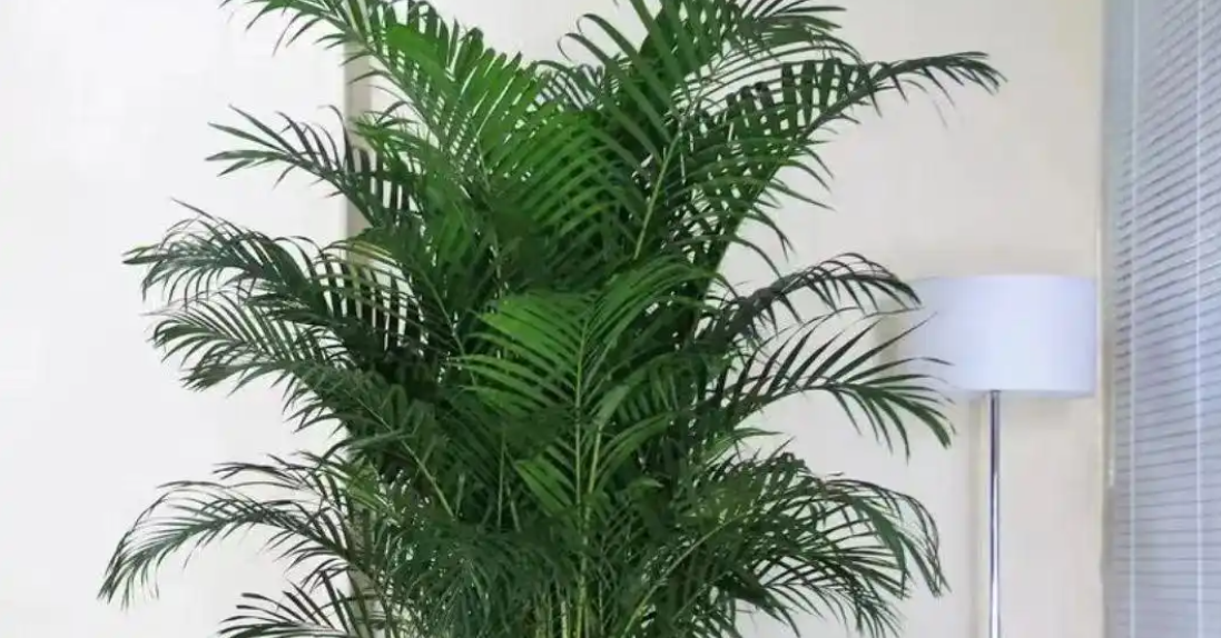 Trồng 4 loại cây này trong phòng khách với niềm tin tài lộc dồi dào