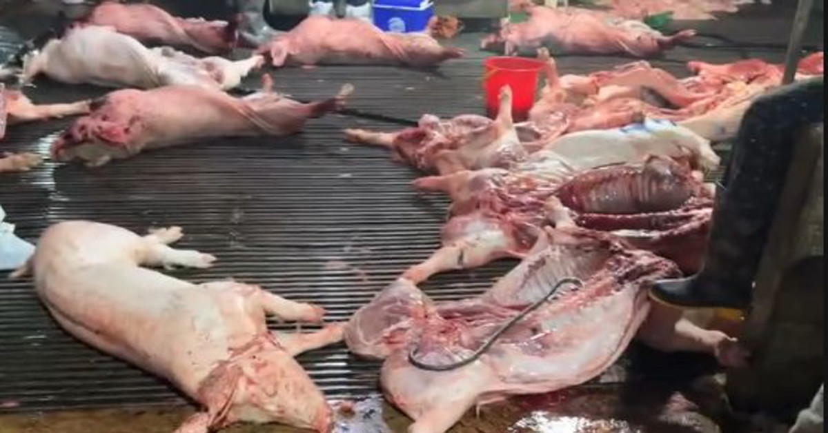 Vụ 300 tấn lợn bệnh ở Hà Nội: 26 trường học đã mua thịt đưa vào bếp ăn