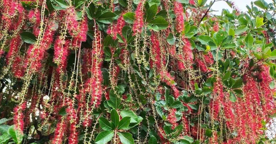 3 loại cây được cho là giúp hút tài lộc trước cửa nhà