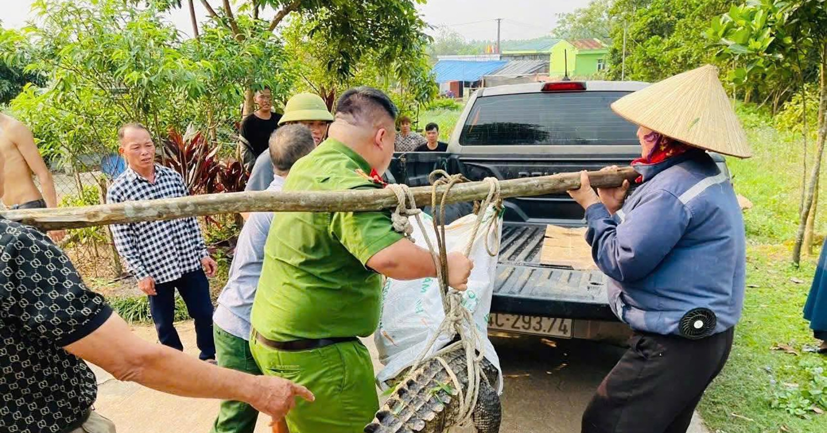 Cá sấu lớn bất ngờ xuất hiện trong khu dân cư ở Quảng Ninh