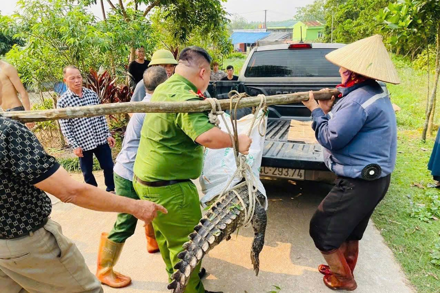 Cá sấu lớn bất ngờ xuất hiện trong khu dân cư ở Quảng Ninh