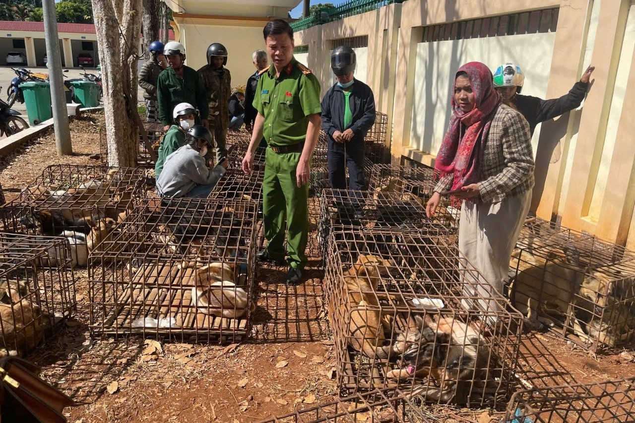 Phát hiện 70 con chó nhốt lồng sắt, công an phá đường dây trộm cắp quy mô lớn