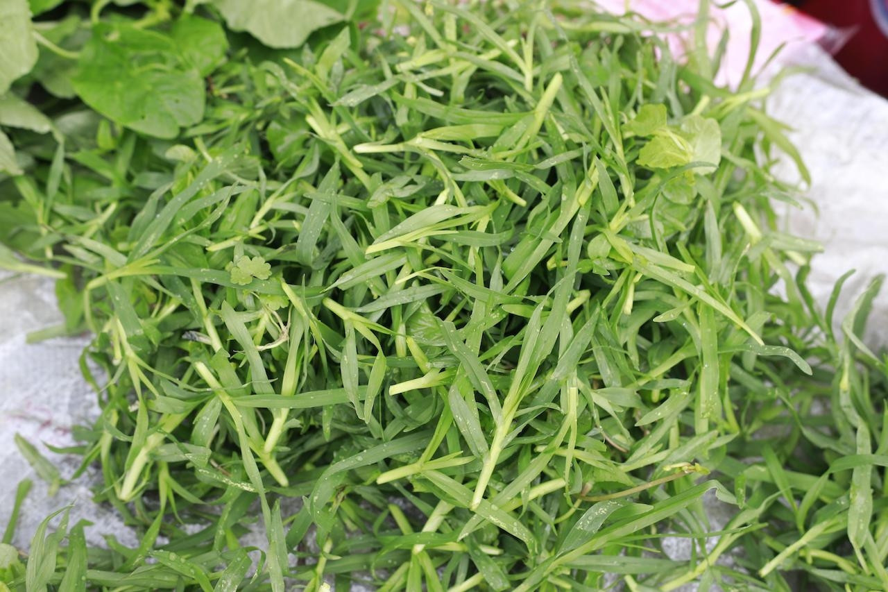 Loại cỏ mọc hoang cực kỳ mát gan, lợi tiểu