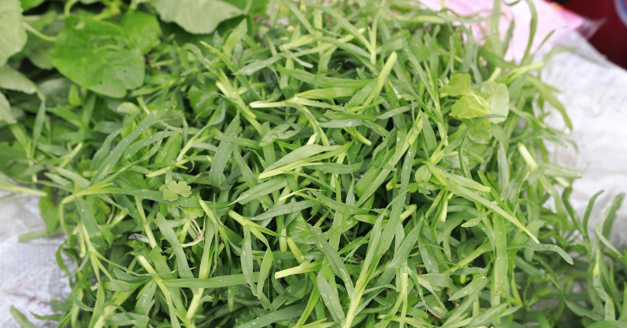 Loại cỏ mọc hoang cực kỳ mát gan, lợi tiểu